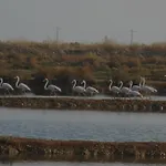 Imperial * Tavira