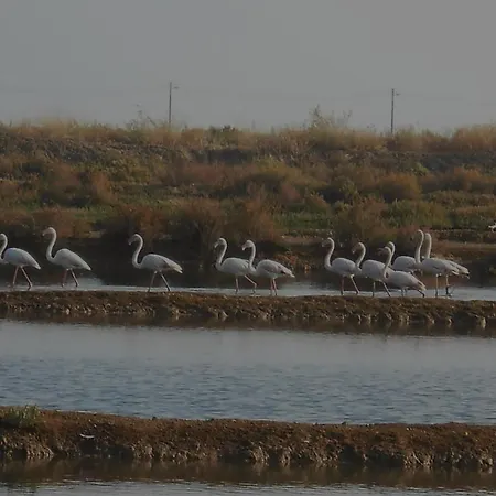 Imperial * 塔维拉